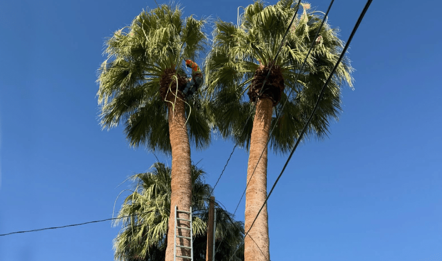 Tree Removal