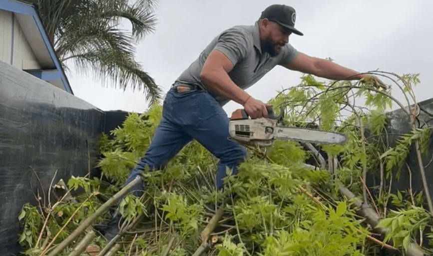 Tree Trimming
